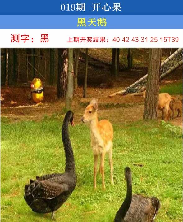 019期开心果[图]