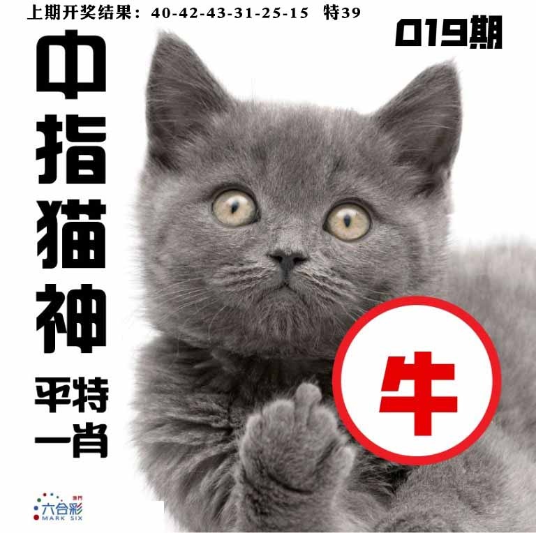 019期中指猫神[图]